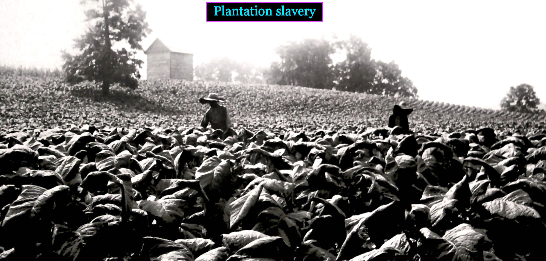 Tobacco plantations, 1800